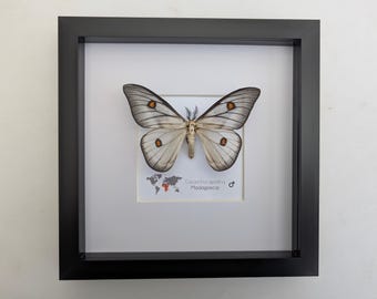 標本 Ceranchia apollina 116mm 140mm very big 標本 Ceranchia apollina 116mm 140mm very big Ghostly