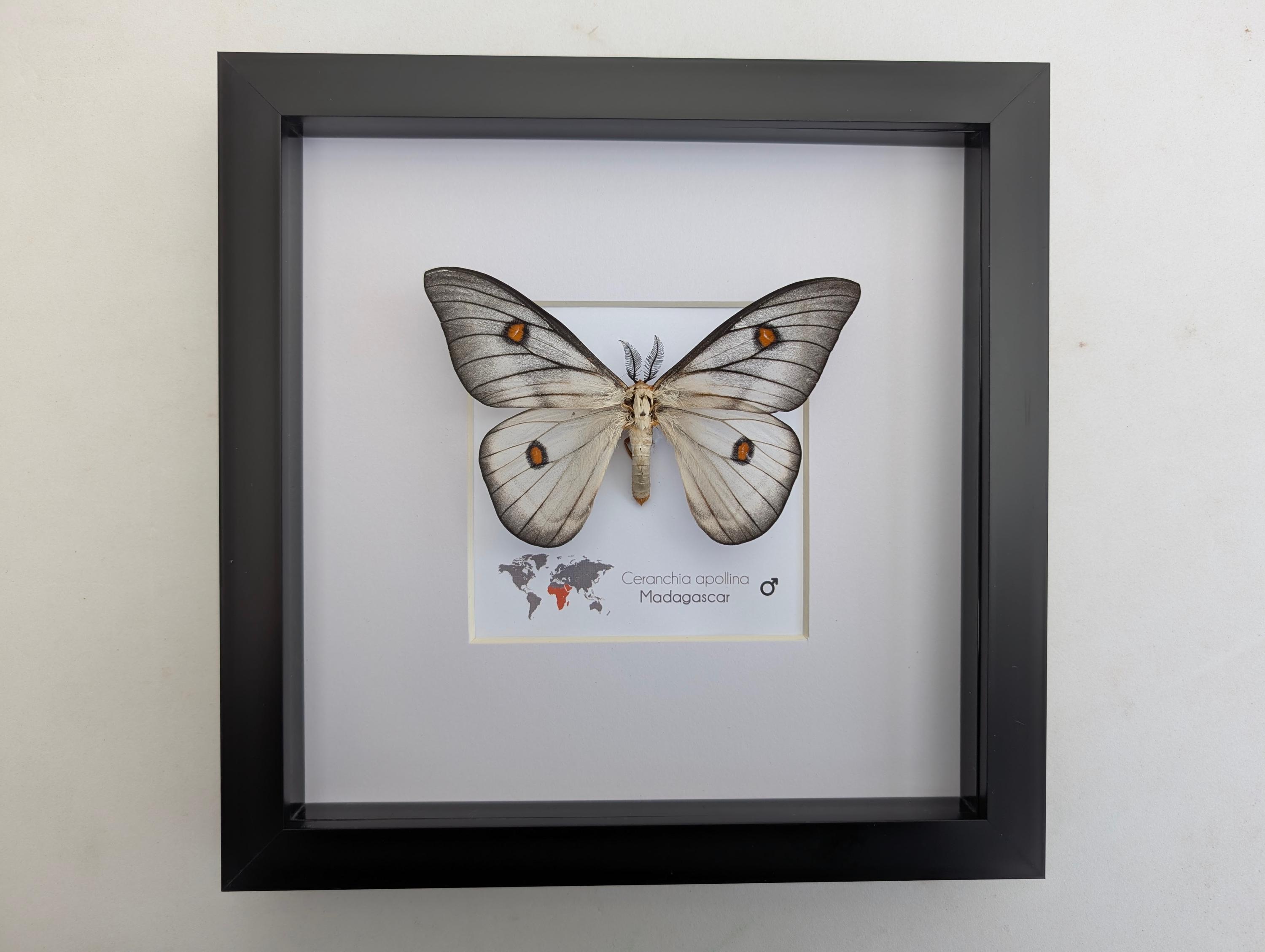 Framed Ghostly Silk Moth: Ceranchia Apollina From Madagascar