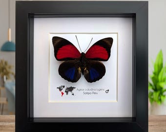 本物の小さな青い蝶の剥製 - Jamides euchylas - Etsy 日本