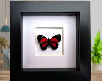 Framed callicore eunomia butterfly, ethically sourced peru specimen (4x4 inch)