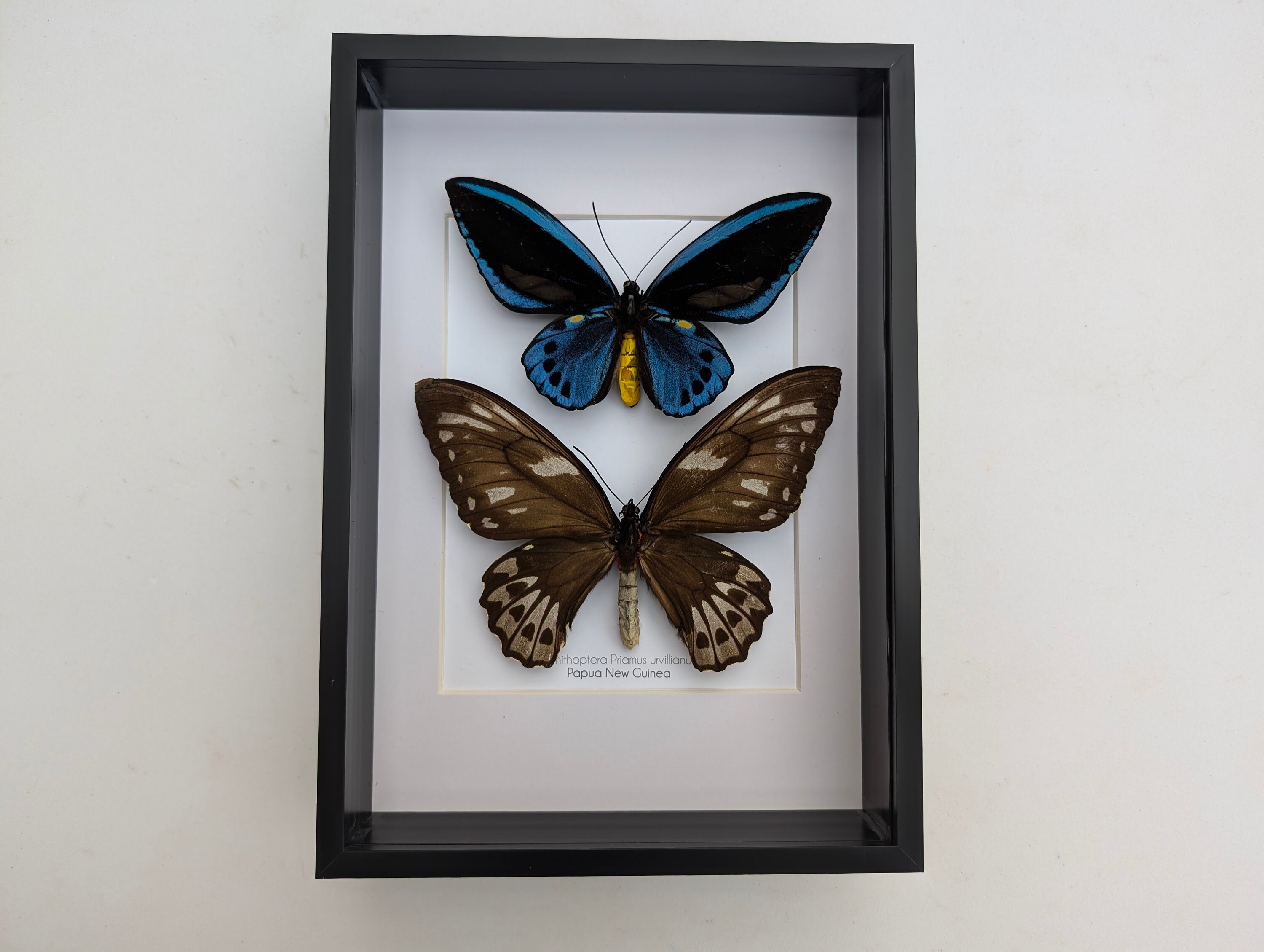Blue butterfly★タロット il_fullxfull.6348421429_ehf4.jpg
