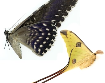Combo Argema mitrei | Comet moth & Thysania agrippina | White witch moth |  Madagascar/Peru | Papered items | large sizes