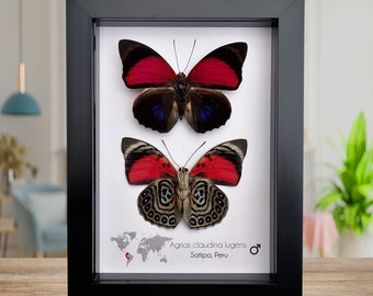 Agrias claudina, the Claudina Agrias, set of 2 front and back, red butterfly from Peru, frame 8" x 5"