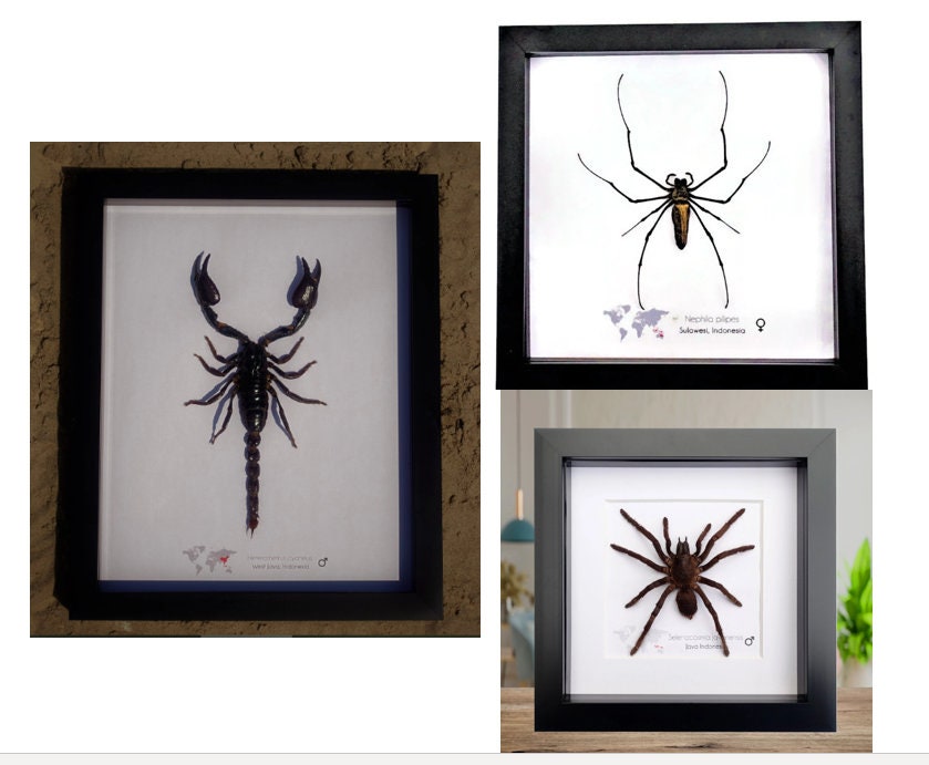 ○大型クモ（Eurypelma spincrus＆サソリ標本 額装昆虫生物展示 ○大型