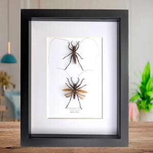 Dicronostomus nitidus set 2x male, the shiny longhorn katydid, from Peru, Rare to find, insect display framed bug, 8x10