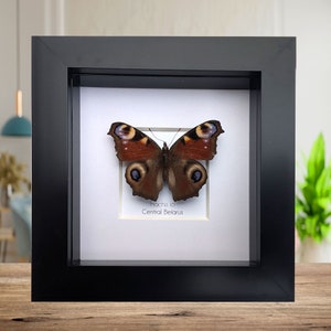 Framed European Peacock Butterfly: Entomology Wall Art (4&quot; x 4&quot;)
