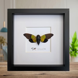 Ingelijste trengganua sibylla-cicade: entomologiekunst aan de muur (8 x 8 inch)