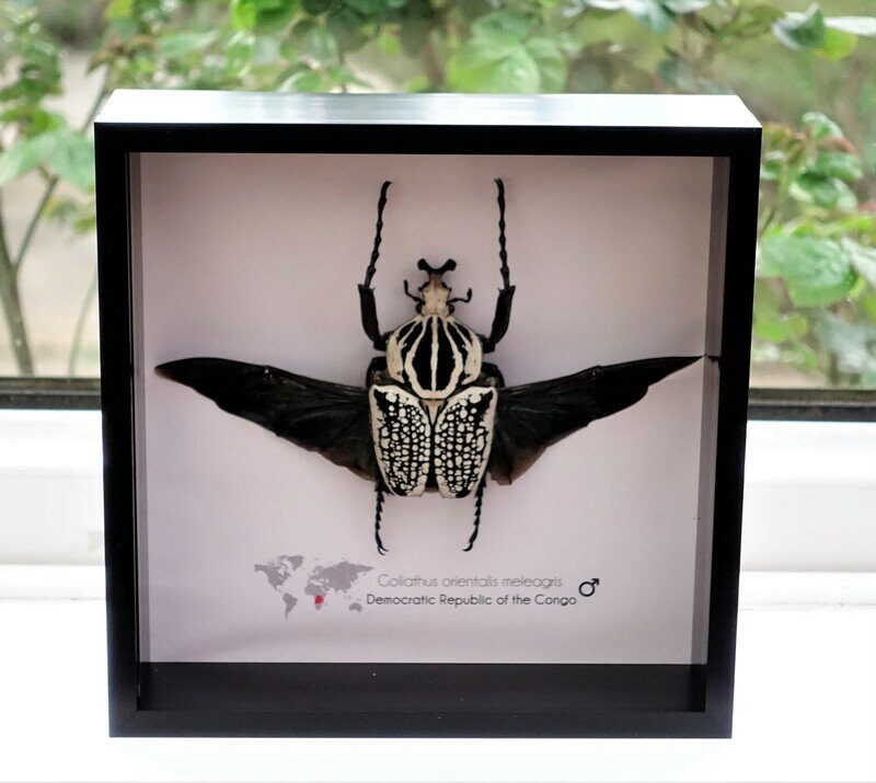 Goliathus Goliatus - Etsy Norway