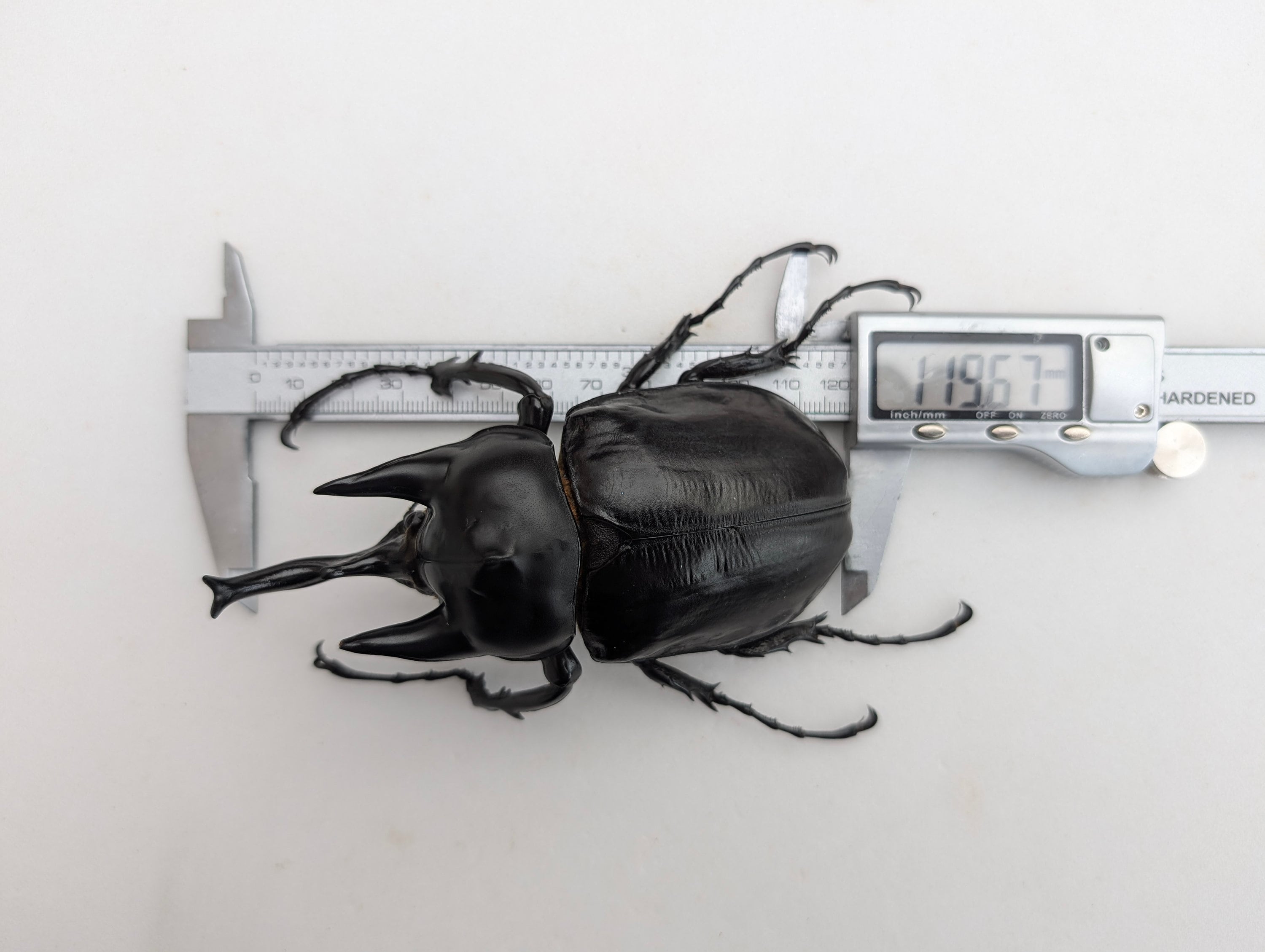 メガソマ・レックス（アクテオン）、サイカブトムシ、サイ