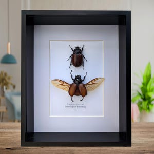 Framed Beccari&#39;s Horned Beetle Pair: 8x10 Entomology Gift