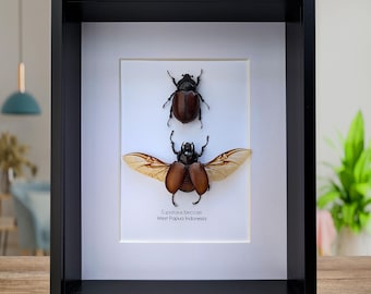 Framed Beccari's Horned Beetle Pair: 8x10 Entomology Gift