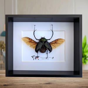 Puede incluir: Un espécimen de insecto enmarcado, con un gran escarabajo con cuerpo verde y negro iridiscente, y alas de color canela. El espécimen está montado sobre un fondo blanco dentro de un marco negro. El texto "Chetotonia hareli North Vietnam" es visible.