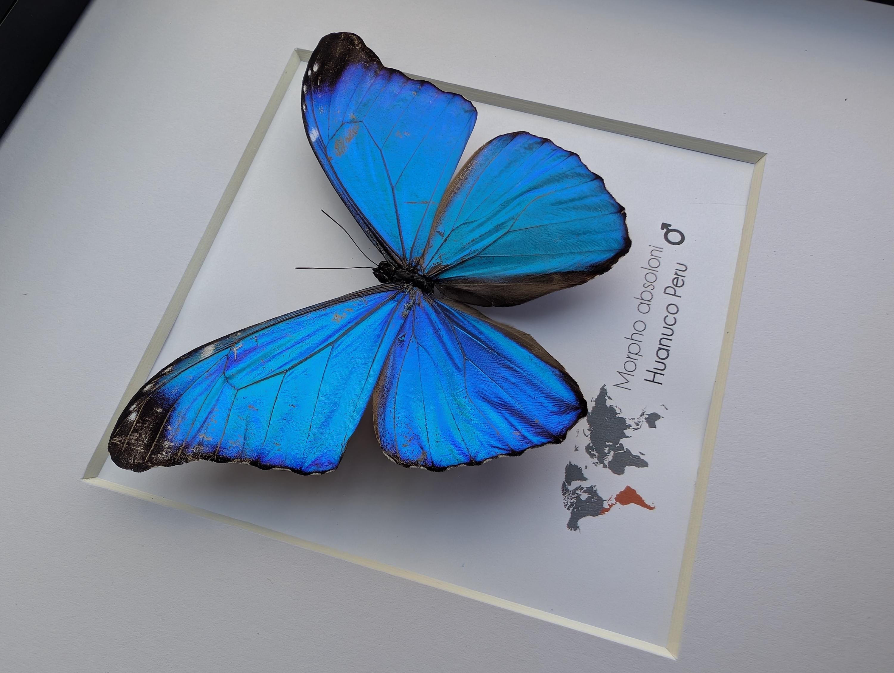 Peru Morpho absoloni　120mm very big Peru Morpho absoloni 120mm very big Morpho absoloni is a