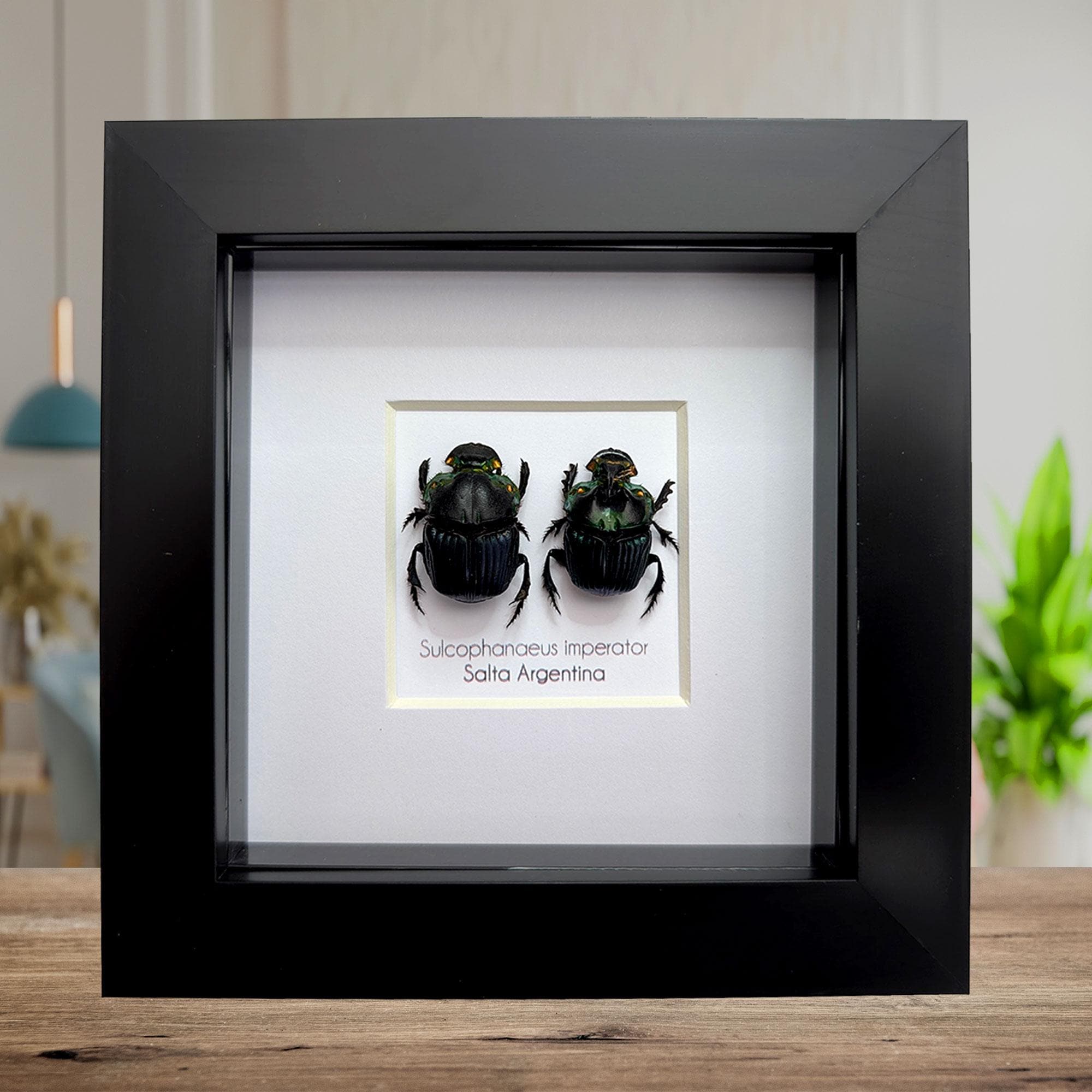 Phanaeus - Etsy México