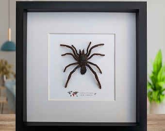 Framed cameroon red baboon tarantula: hysterocrates gigas, 8x8