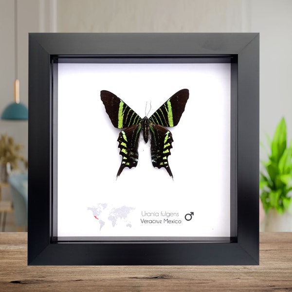 Urania fulgens, urania swallowtail moth, green page moth, African green moth, taxidermy moth, entomology gift, wall decor, framed bug