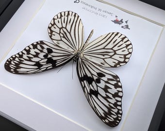 Idea Leuconoe, the Paper Kite, Rice Paper Butterfly, Large Idea Leuconoe, the Paper Kite, Rice Paper Butterfly, Large