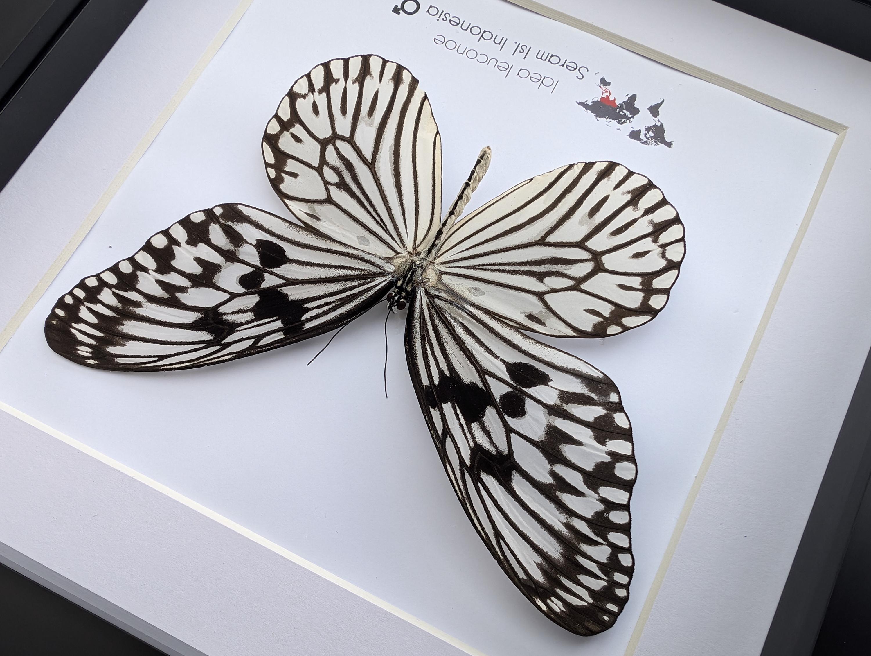 Idea Leuconoe, the Paper Kite, Rice Paper Butterfly, Large Tree Wood Nymph Large Black and White Butterfly From Indonesia, Frame 8 X 8 - Etsy Idea Leuconoe, the Paper Kite, Rice Paper Butterfly, Large Tree Wood Nymph Large Black and White Butterfly From Indonesia, Frame 8 X 8 - Etsy