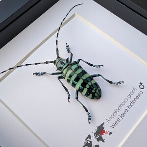 May include: A framed green and white beetle with black markings, labeled "Anoplophora graafi West Java Indonesia" with a map of the world showing the location of Indonesia.