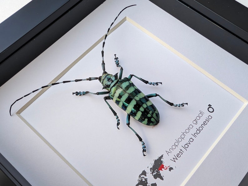 May include: A framed green and white beetle with black markings, labeled "Anoplophora graafi West Java Indonesia" with a map of the world showing the location of Indonesia.