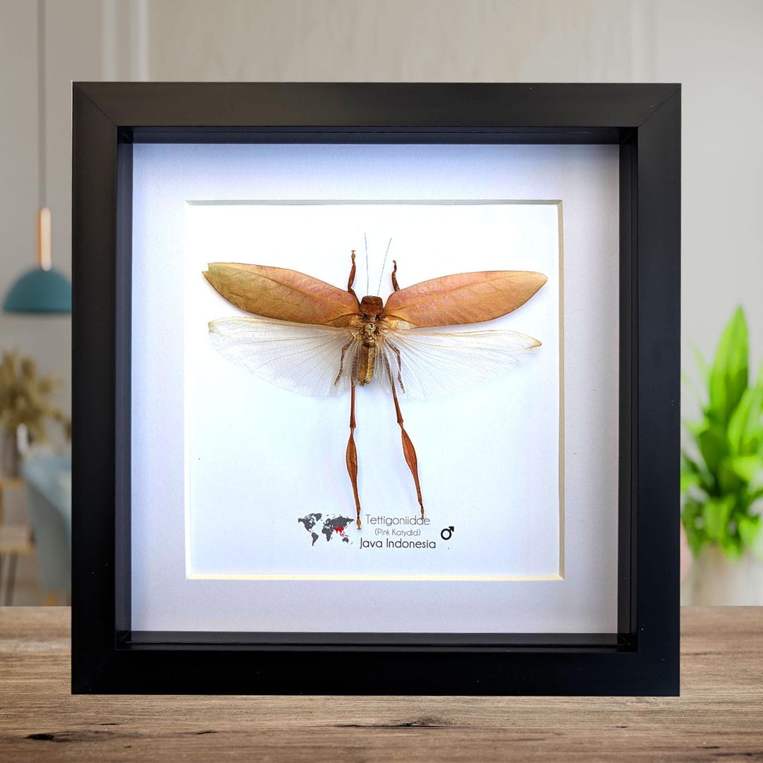 Framed Pink Katydid Specimen: Tettigoniidae Ssp, Indonesia (8x8