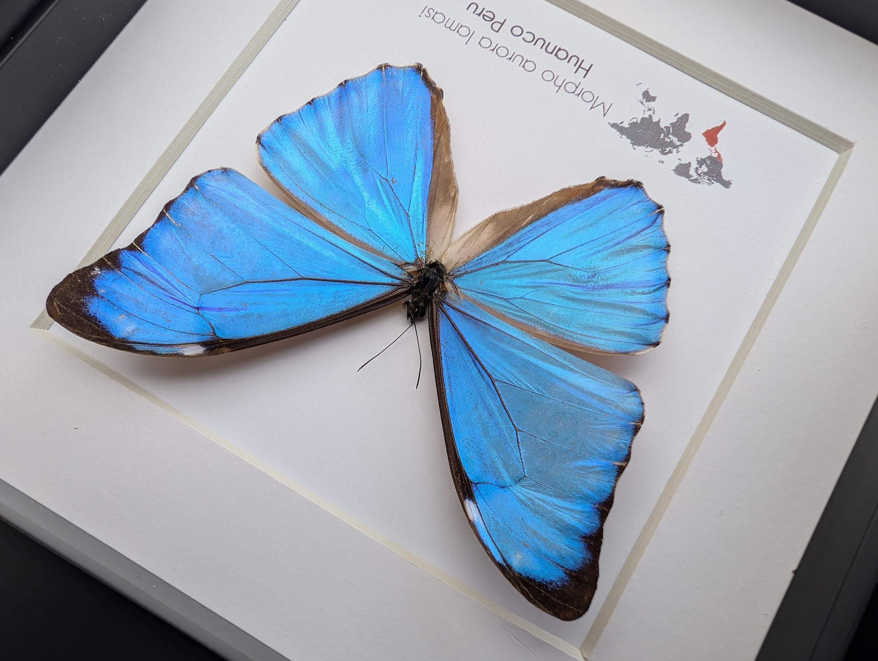 Framed Aurora Morpho Butterfly, Peru, 6