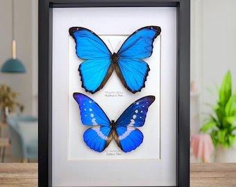 希少‼️コスタリカ‼️モルフォ蝶額　大判 本物のメタリックブルーのモルフォ蝶の額入り剥製 - Morpho helenor