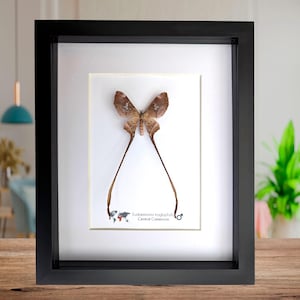 Decorazione da parete con tassidermia di falena africana della seta delle caverne incorniciata, entomologia (10x8)