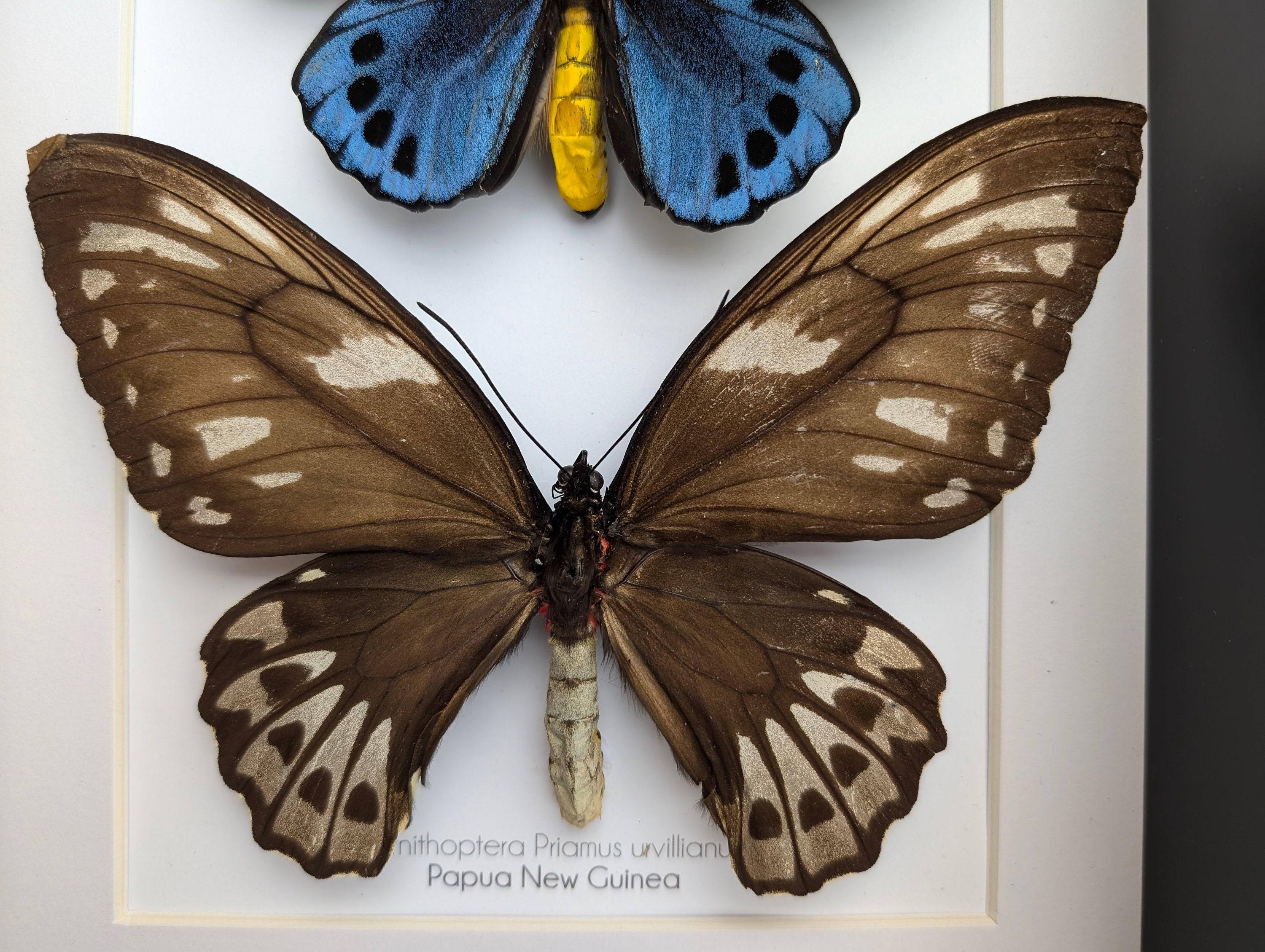Framed Blue Birdwing Butterfly: Ornithoptera Priamus Urvillianus