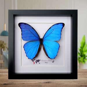 Morpho Didius, the giant blue Morpho, taxidermy butterfly, giant iridescent blue butterfly, framed 8" x 8"