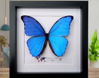 Morpho Didius, de gigantische blauwe Morpho, taxidermische vlinder, gigantische iriserende blauwe vlinder, ingelijst 8 "x 8"