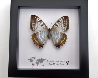 Morpho Sulkowskyi, Sulkowsky's morpho, female, delicate mother of pearl neotropical butterfly from Peru, frame 6" x 6"