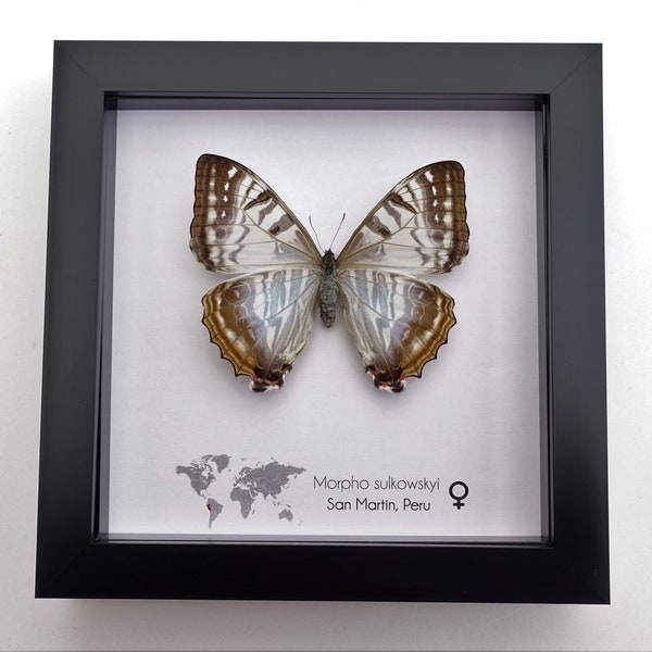 Morpho Sulkowskyi, Sulkowsky's morpho, female, delicate mother of pearl neotropical butterfly from Peru, frame 6" x 6"