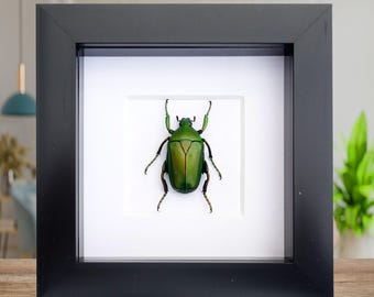 Framed green flower beetle taxidermy: african scarab entomology art
