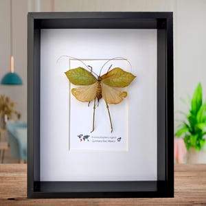 Anommatoptera ingens (Green form) , giant leaf katydid, open wings, katydids, bush cricket, Rare Leaf-like katydid from Mexico 8&quot; x 10&quot;