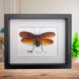 Framed megaloblatta longipennis, world's largest cockroach taxidermy (10x8)