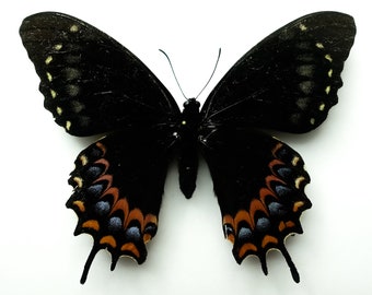 Rare to find Papilio Garamas ssp. abderus melanic form Female | Oaxaca Mexico | Rarity | black papilio | bit repaired