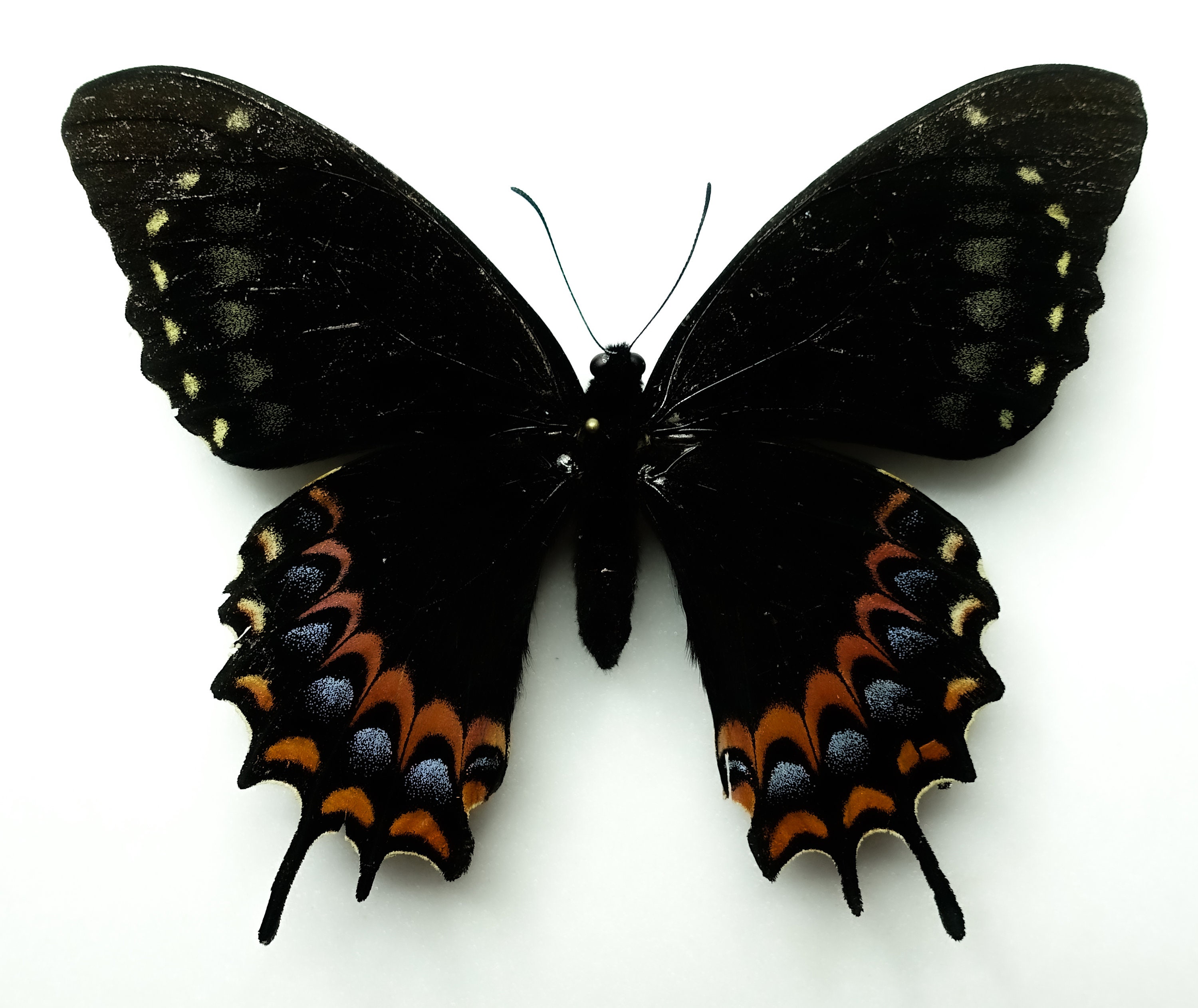 Rare to find Papilio Garamas ssp. abderus melanic form Female | Oaxaca Mexico | Rarity | black papilio | bit repaired