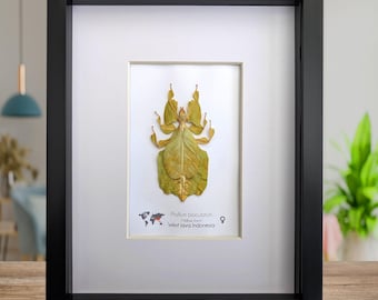 グレイズリーフインセクト（Phylium pulchrifolium）本物の昆虫。葉の