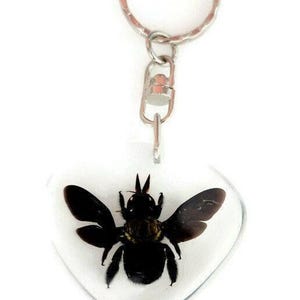 Real bee  keychain, resin keyring #2, xilocopa caerulea