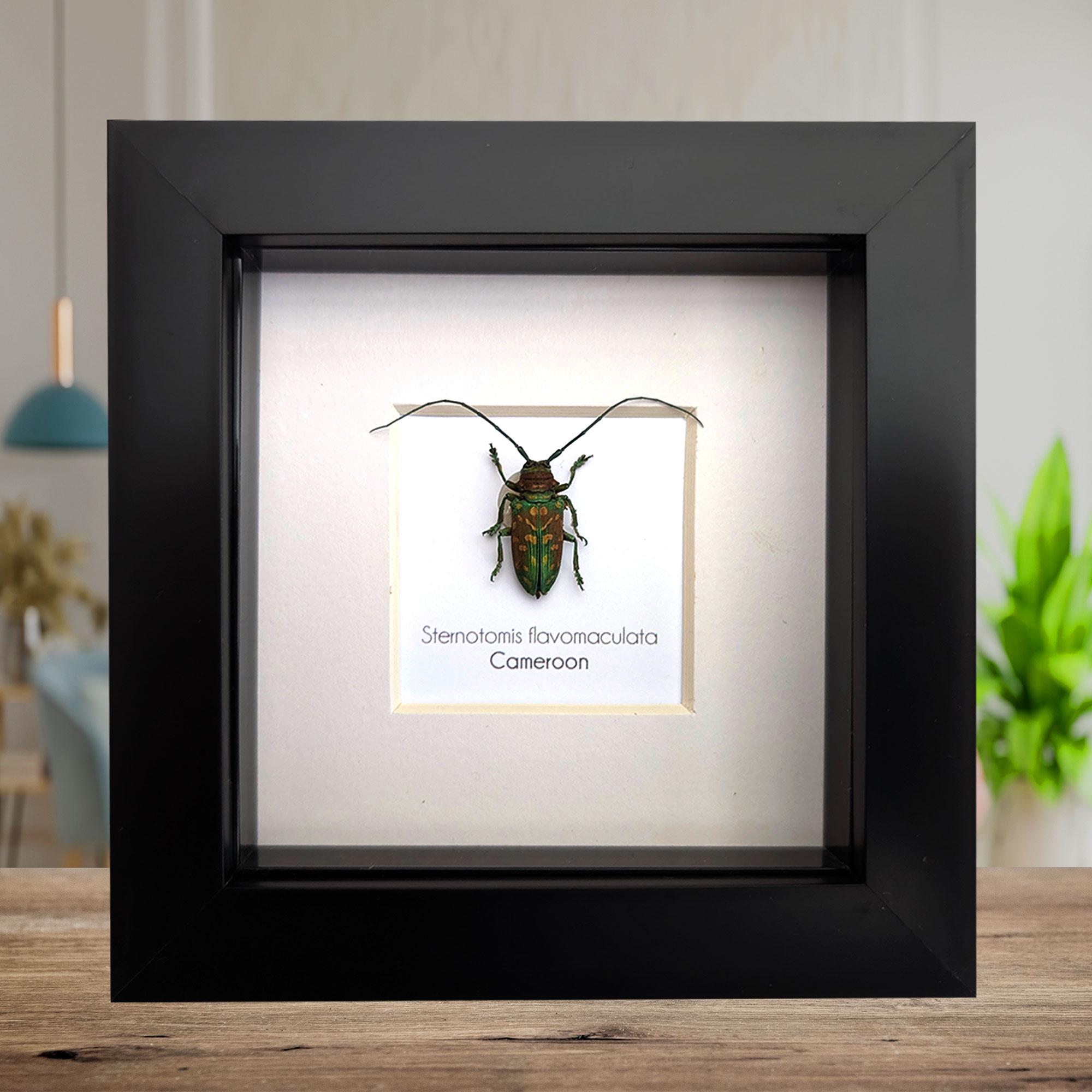 Sternotomis - Etsy