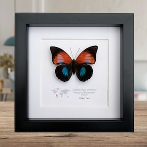 Hybrid Agrias Beata Beatifica and  Prepona dexamene, rare find butterfly, red blue shiny butterfly from Peru, entomology present