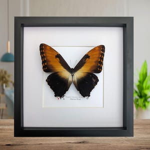 Framed Sunset Morpho Butterfly, Giant Copper Morpho, Brazil (10x10)