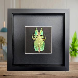 Framed leaf insect specimen: pulchriphyllium bioculatum wall art