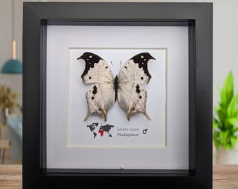 Framed malagasy mother-of-pearl butterfly: salamis duprei, 6" x 6"