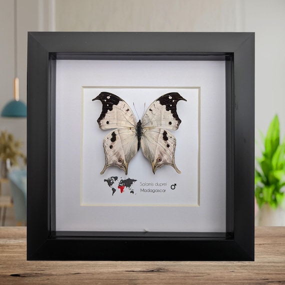 Framed Malagasy Mother-of-pearl Butterfly: Salamis Duprei, 6