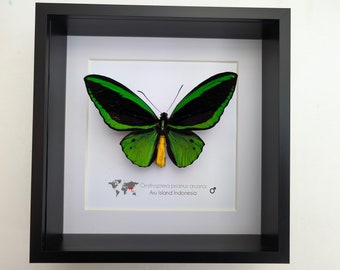Ornithoptera priamus ♂♀ 標本 Ornithoptera priamus ♂♀ 標本