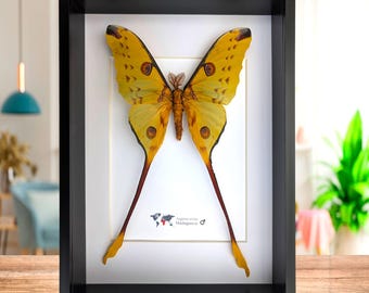 Argema mitrei male, the Comet moth, giant bright yellow moth with long tails from Madagascar, Frame size  A4