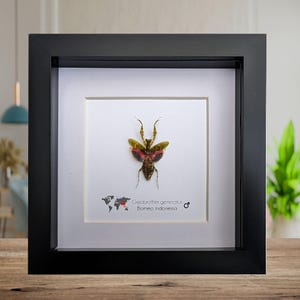 Exhibición entomológica enmarcada con una mantis floral enjoyada: de origen ético