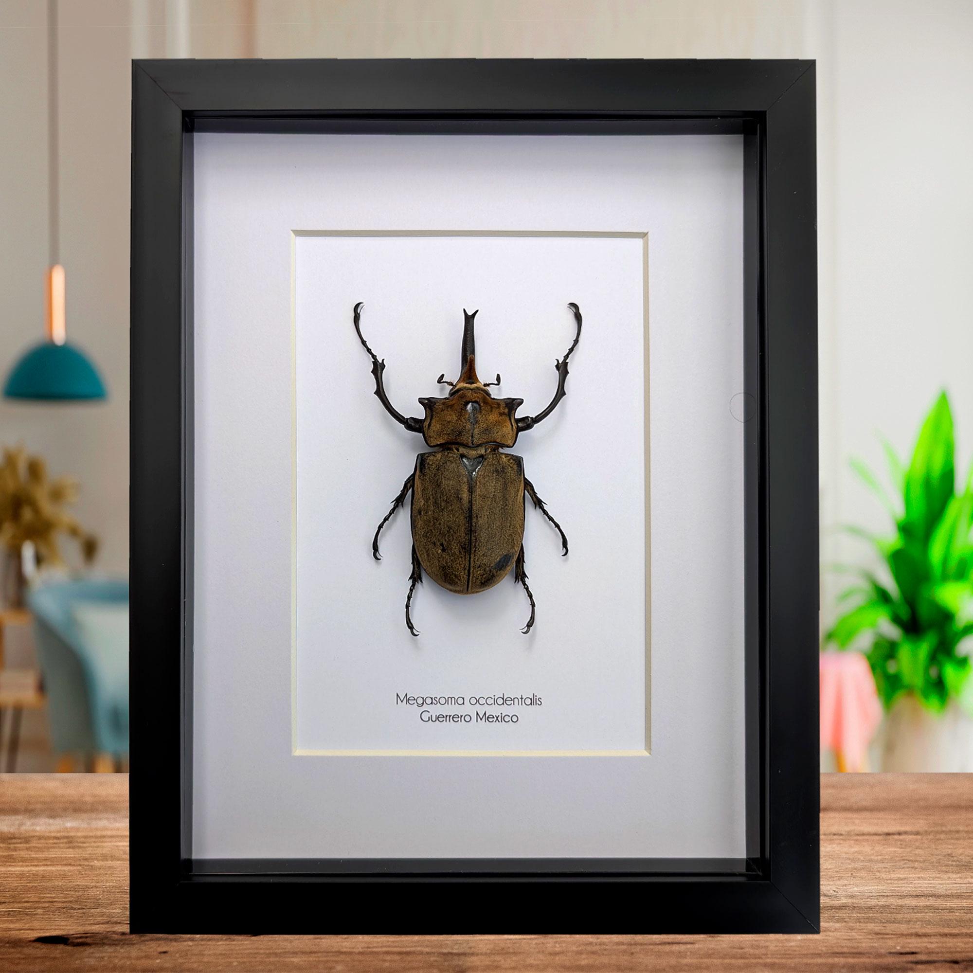 Megasoma - Etsy México